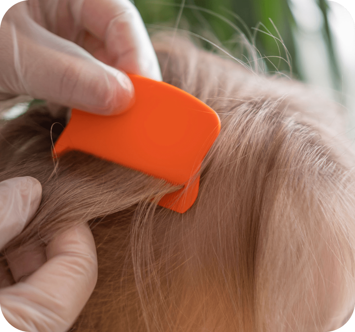 Orange comb used on blonde hair